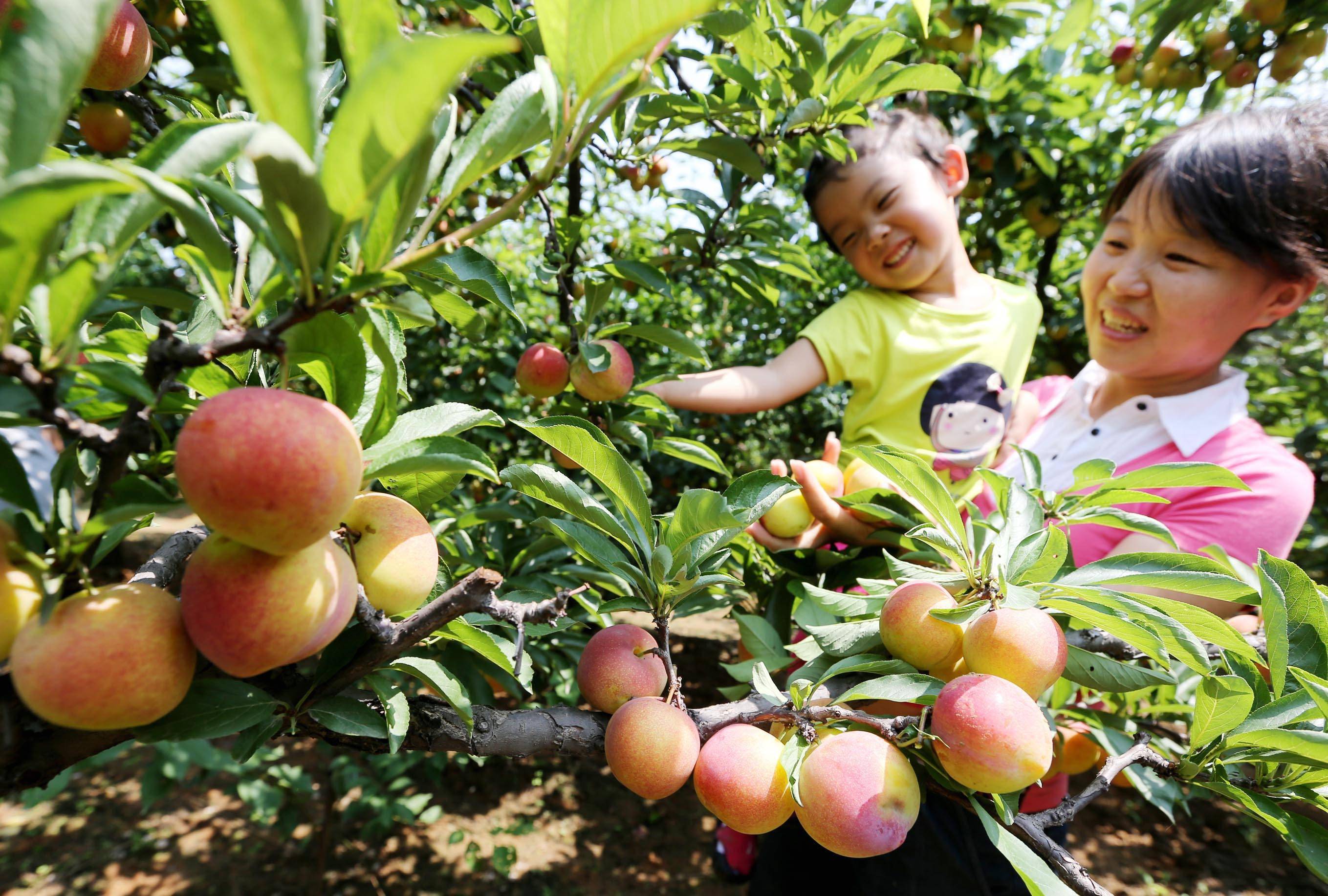 【ky开元集团】
国家林草局开展“采摘果园一张图”试点(图2)