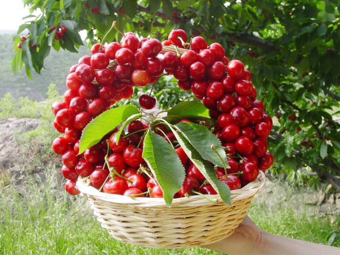 【ky开元集团】
国家林草局开展“采摘果园一张图”试点(图4)